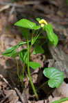 Downy yellow violet